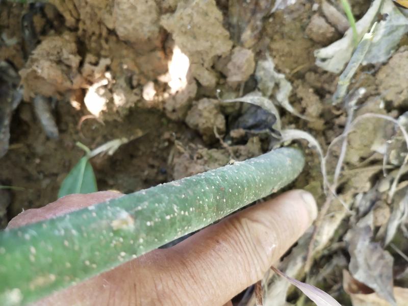 木姜子树苗山胡椒花椒苗当年结果野花椒香料带土球发货买多优