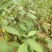 木姜子树苗山胡椒花椒苗当年结果野花椒香料带土球发货买多优