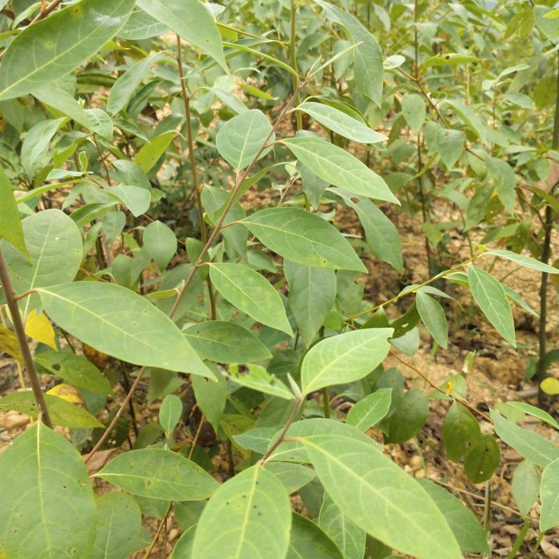 木姜子树苗山胡椒花椒苗当年结果野花椒香料带土球发货买多优