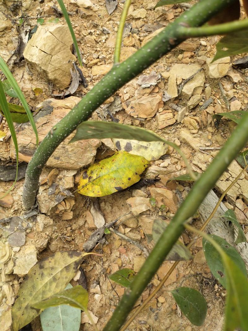 木姜子树苗山胡椒花椒苗当年结果野花椒香料带土球发货买多优