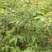 木姜子树苗山胡椒花椒苗当年结果野花椒香料带土球发货买多优