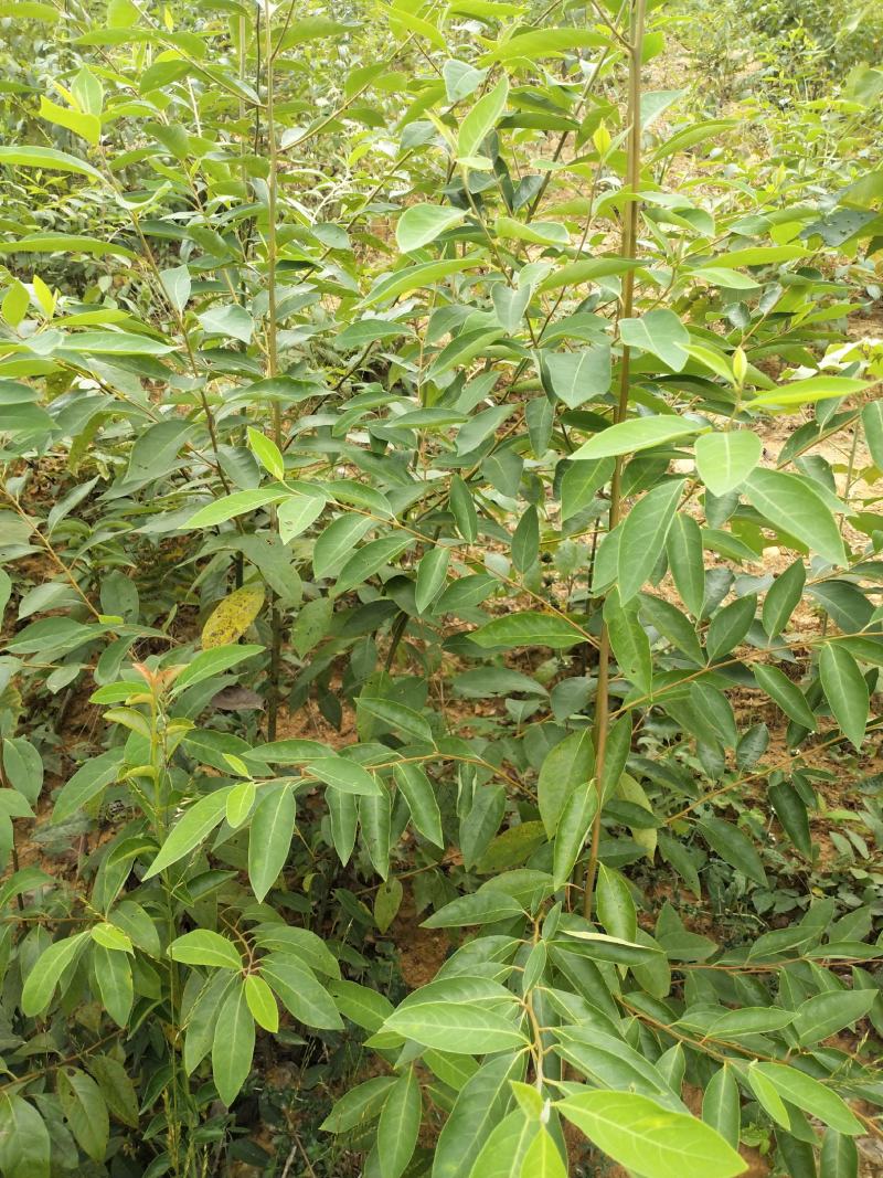 木姜子树苗山胡椒花椒苗当年结果野花椒香料带土球发货买多优