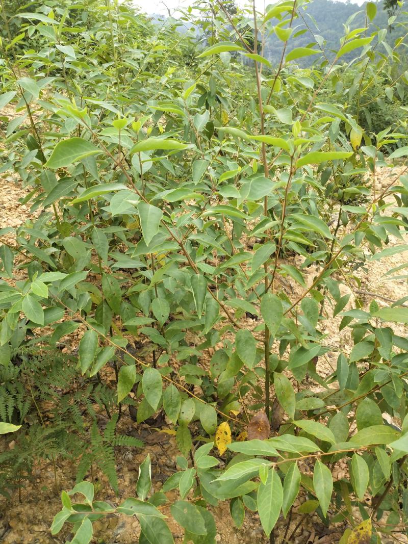 木姜子树苗山胡椒花椒苗当年结果野花椒香料带土球发货买多优