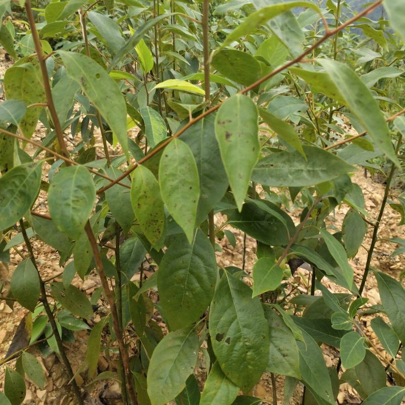 木姜子树苗山胡椒花椒苗当年结果野花椒香料带土球发货买多优