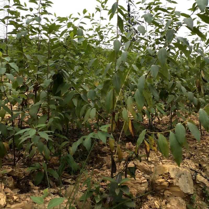 木姜子树苗山胡椒花椒苗当年结果野花椒香料带土球发货买多优