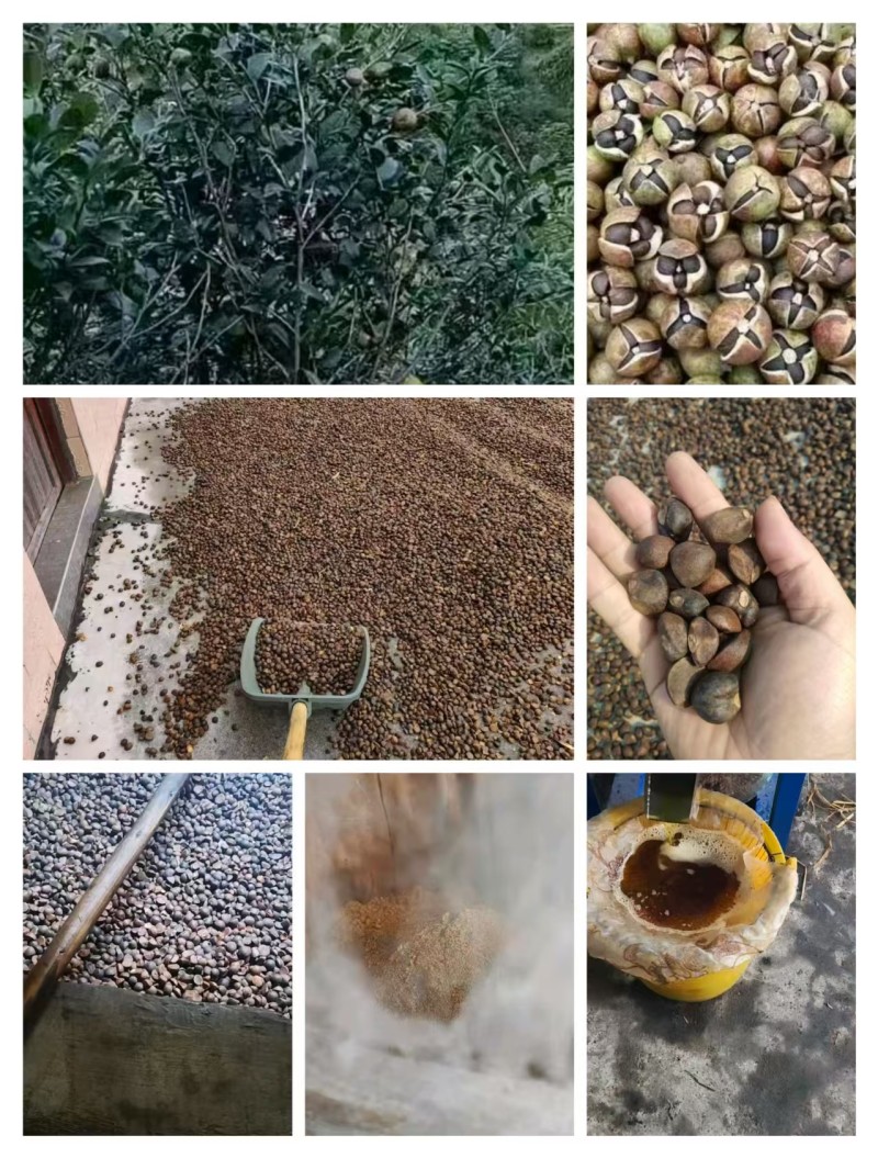 正宗野山茶油，百年老茶树