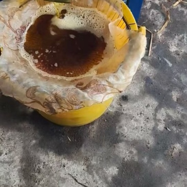 正宗野山茶油，百年老茶树