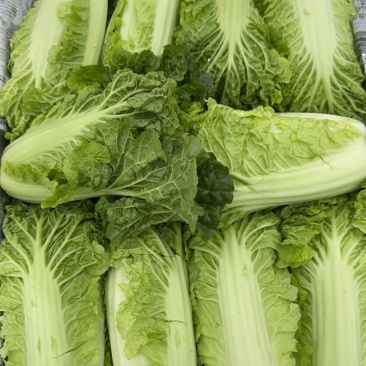 精品净菜毛白菜