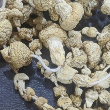 黄蘑菇