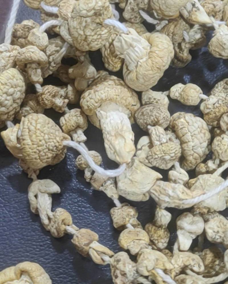 黄蘑菇