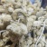 黄蘑菇