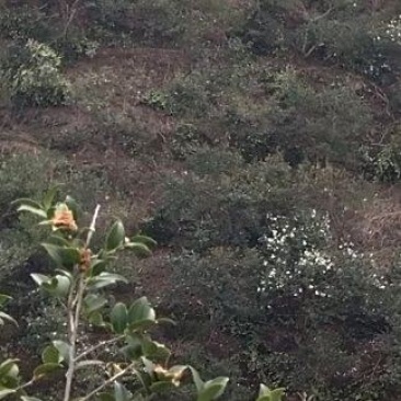 正宗福建尤溪山茶油