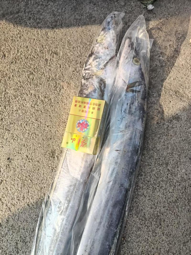 大带鱼
