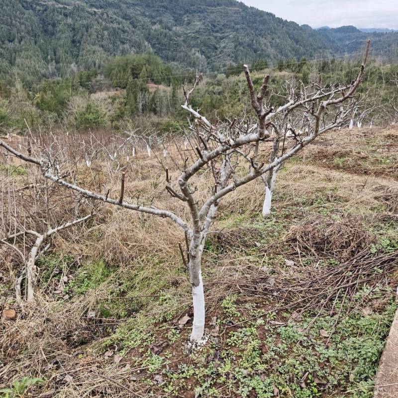 翠冠梨果树