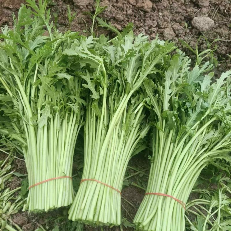 茼蒿