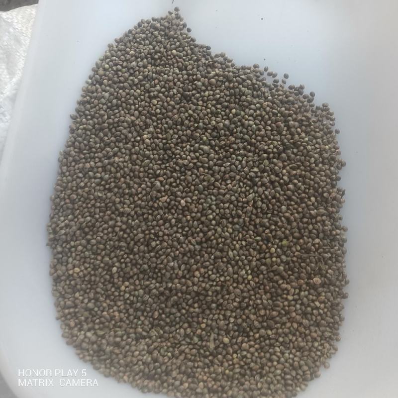 火麻