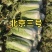 大白菜上巿基地货专业拍摘装团队为你服务！