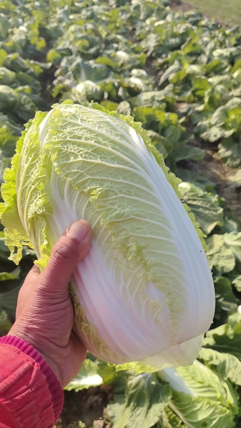 大白菜上巿基地货专业拍摘装团队为你服务！