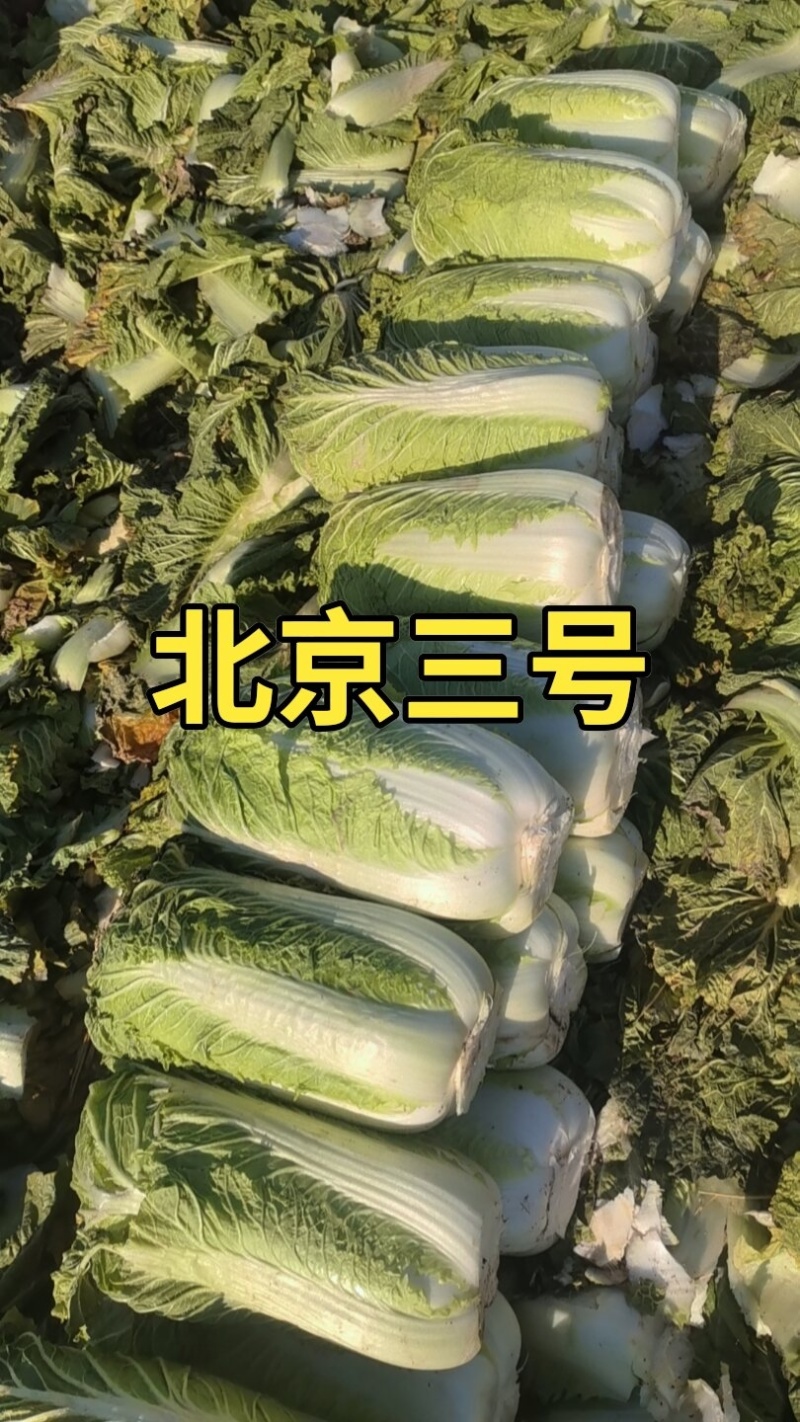 北京三号白菜玲珑黄3一6斤净菜并有专业团队为你服务