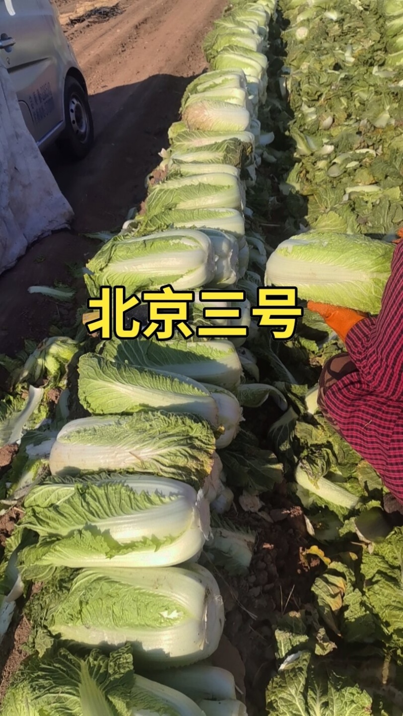北京三号白菜玲珑黄3一6斤净菜并有专业团队为你服务