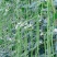 豇豆种子白花齐放翠绿色长豇豆早中熟持续翻花能力强