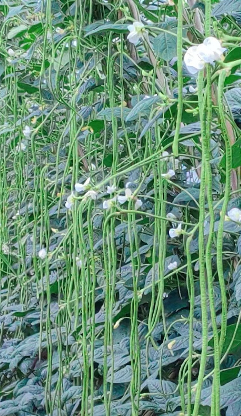 豇豆种子白花齐放翠绿色长豇豆早中熟持续翻花能力强