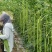 豇豆种子白花齐放翠绿色长豇豆早中熟持续翻花能力强