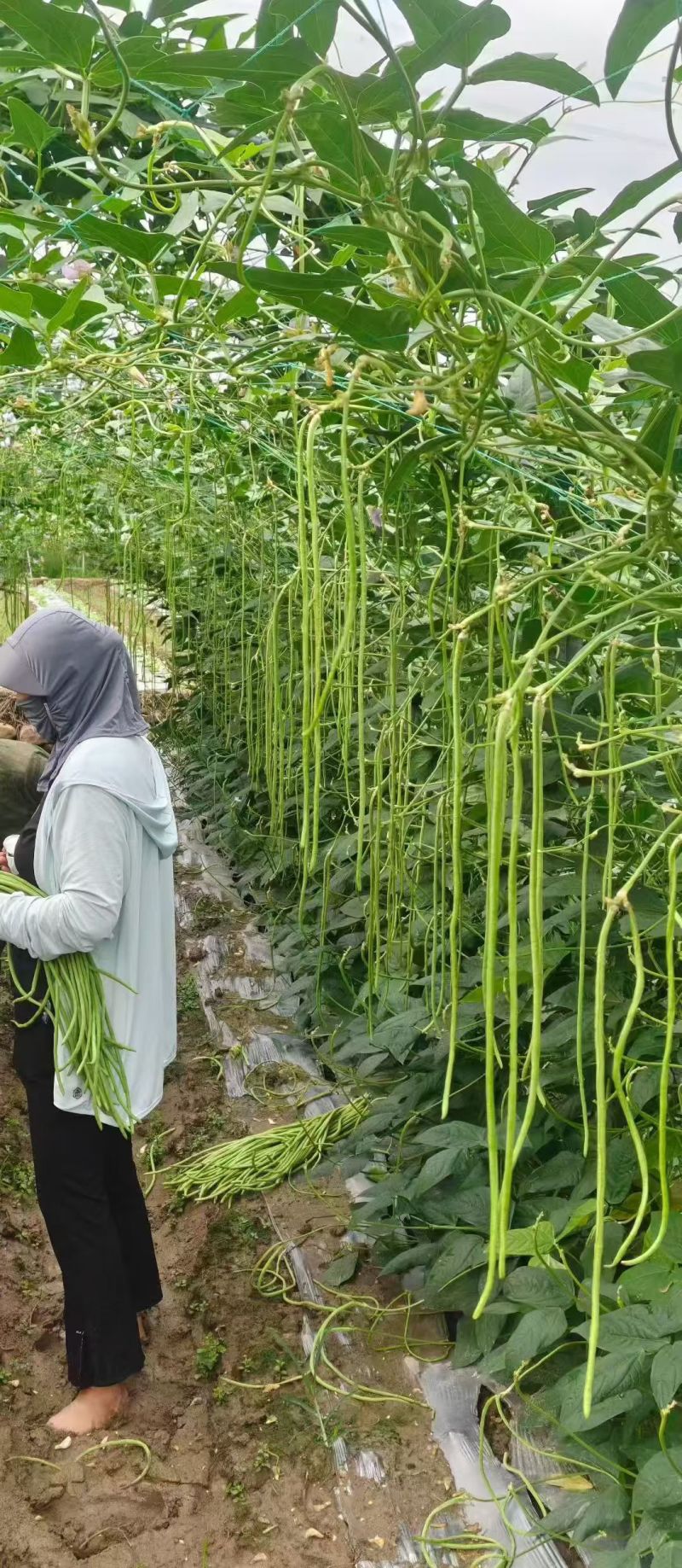 豇豆种子白花齐放翠绿色长豇豆早中熟持续翻花能力强
