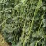 豇豆种子白花齐放翠绿色长豇豆早中熟持续翻花能力强