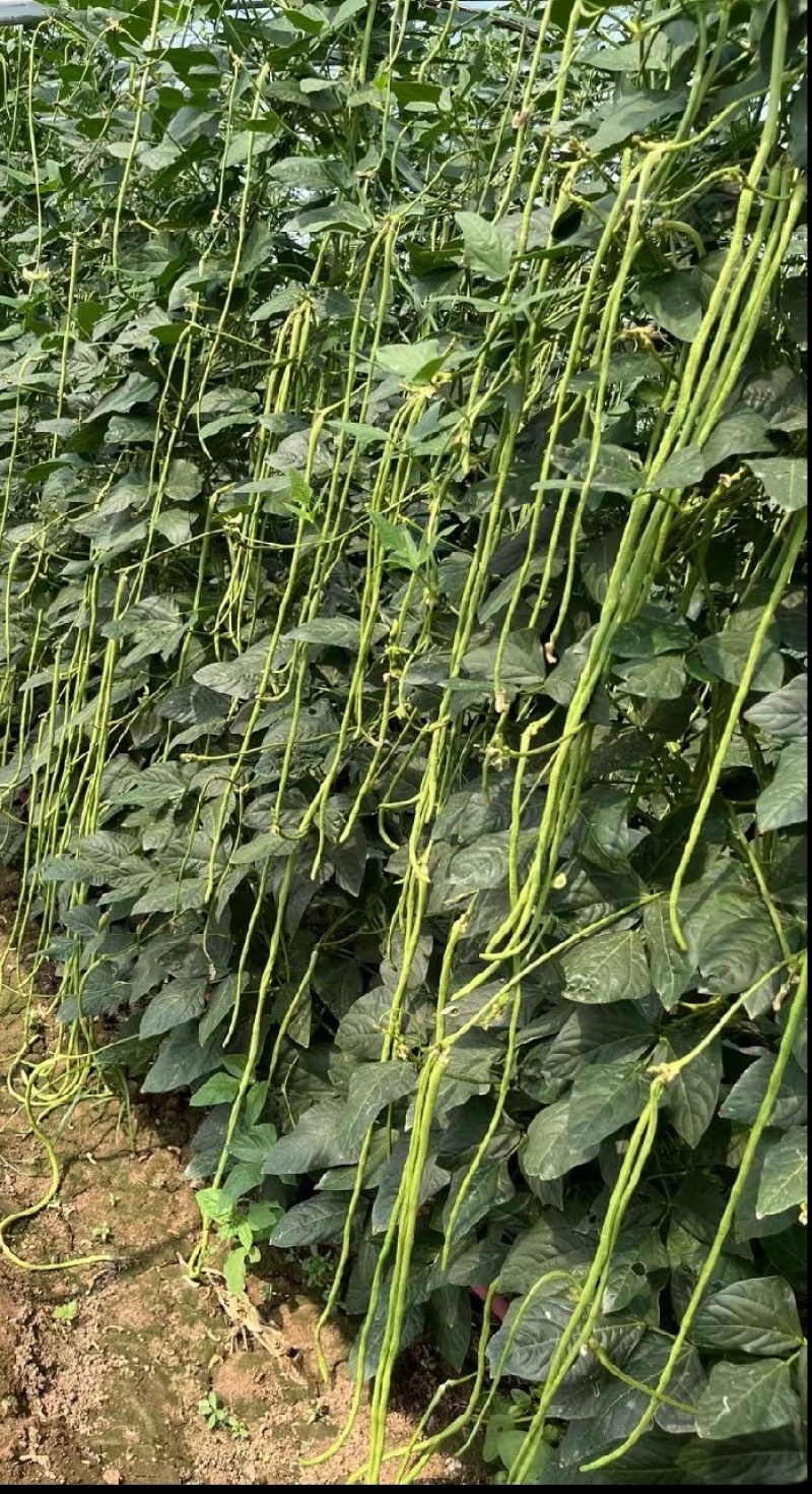 豇豆种子白花齐放翠绿色长豇豆早中熟持续翻花能力强
