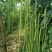 豇豆种子白花齐放翠绿色长豇豆早中熟持续翻花能力强