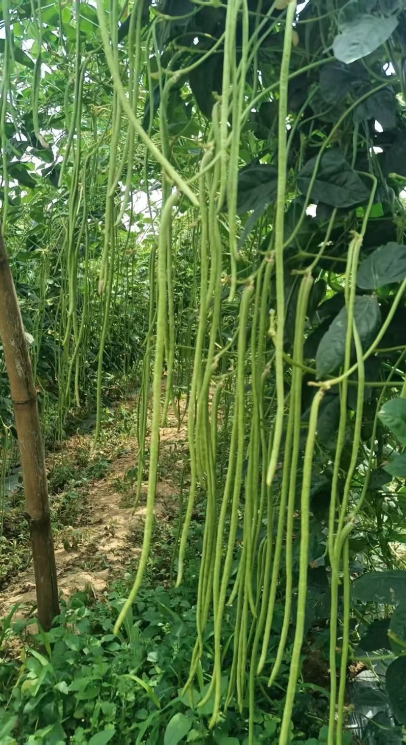 豇豆种子白花齐放翠绿色长豇豆早中熟持续翻花能力强