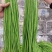 豇豆种子白花齐放翠绿色长豇豆早中熟持续翻花能力强