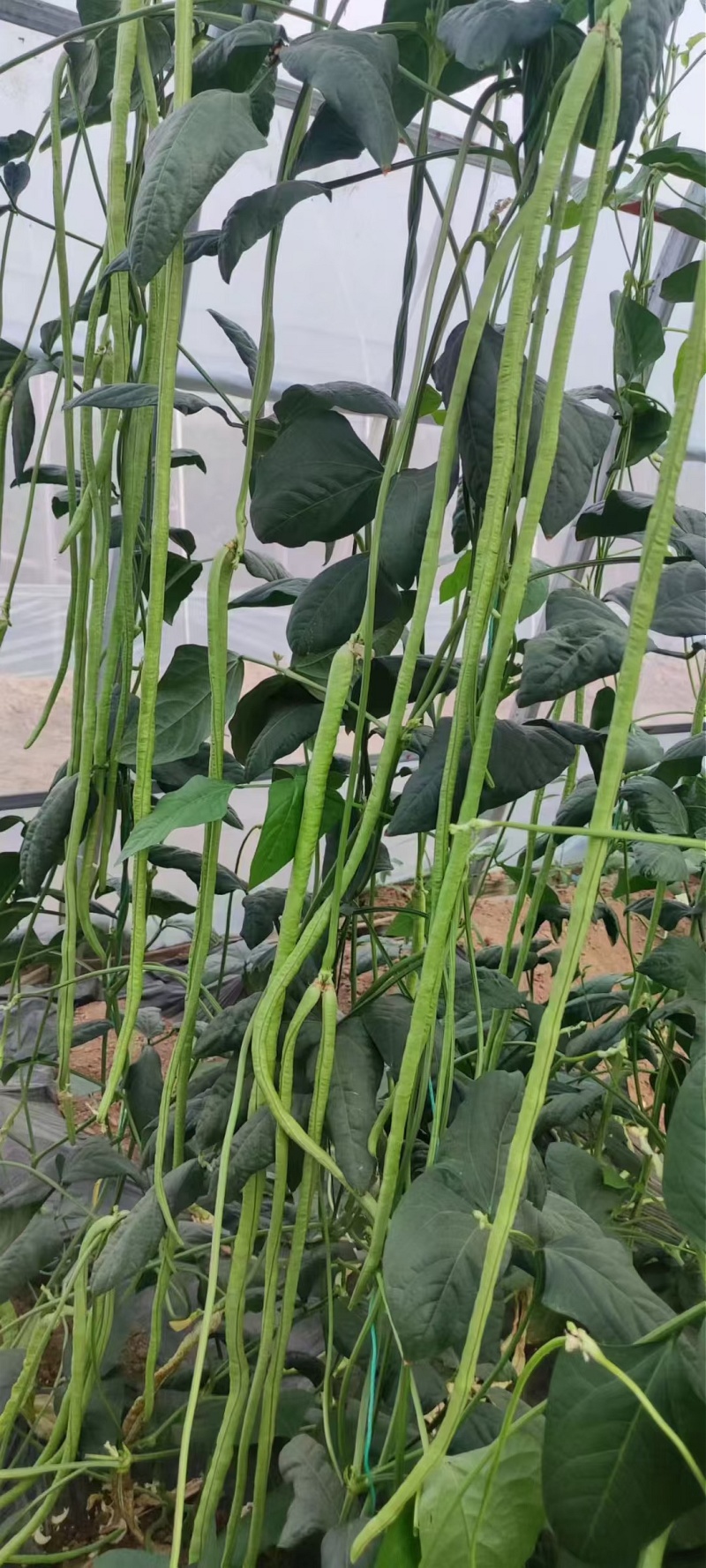 豇豆种子白花齐放翠绿色长豇豆早中熟持续翻花能力强