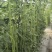 豇豆种子白花齐放翠绿色长豇豆早中熟持续翻花能力强