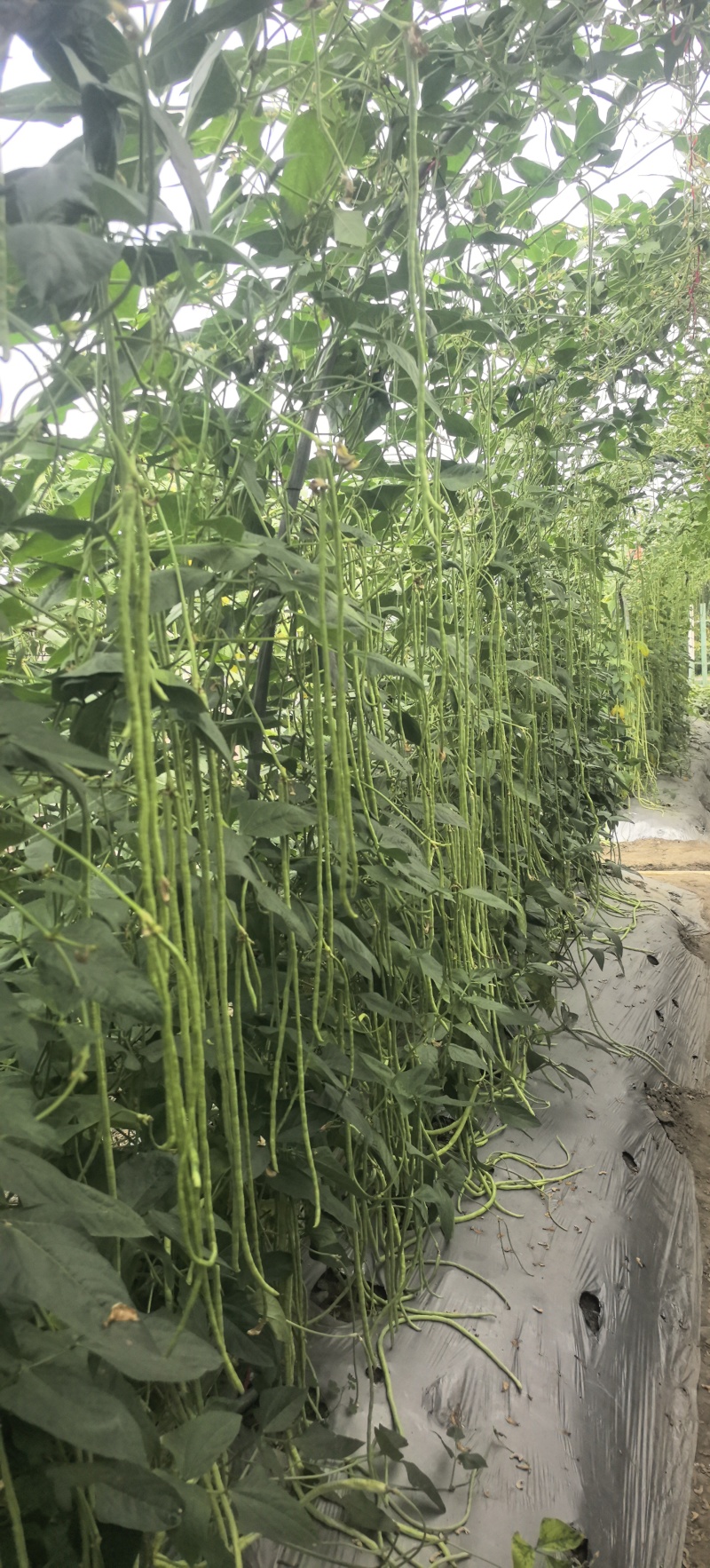 豇豆种子白花齐放翠绿色长豇豆早中熟持续翻花能力强