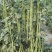 豇豆种子白花齐放翠绿色长豇豆早中熟持续翻花能力强