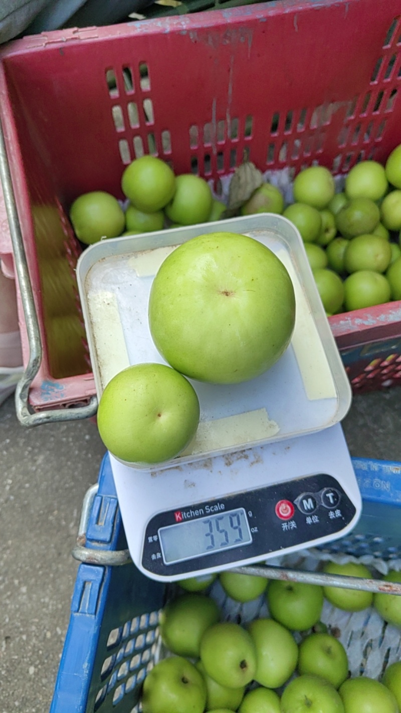 西双版纳热带雨林苹果枣，苹果枣