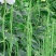 豇豆种子创丰108荚条顺直粗长翠绿美观早中熟较寒