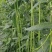豇豆种子创丰108荚条顺直粗长翠绿美观早中熟较寒