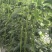 豇豆种子创丰108荚条顺直粗长翠绿美观早中熟较寒