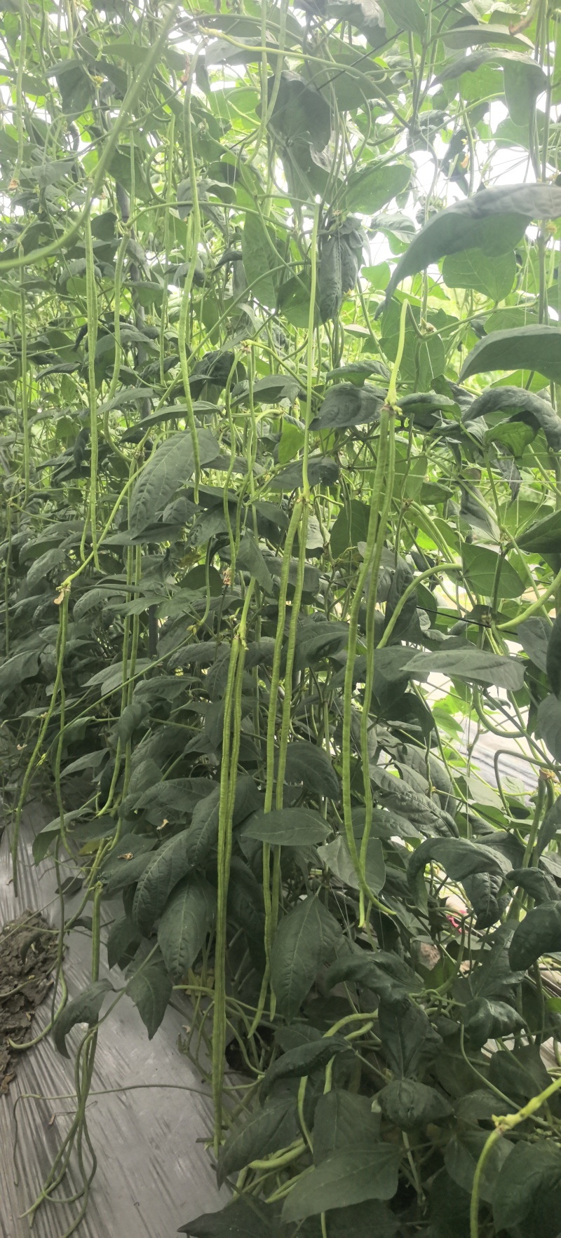豇豆种子创丰108荚条顺直粗长翠绿美观早中熟较寒