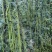豇豆种子创丰108荚条顺直粗长翠绿美观早中熟较寒