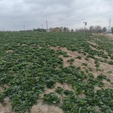 上海精品矮脚青菜