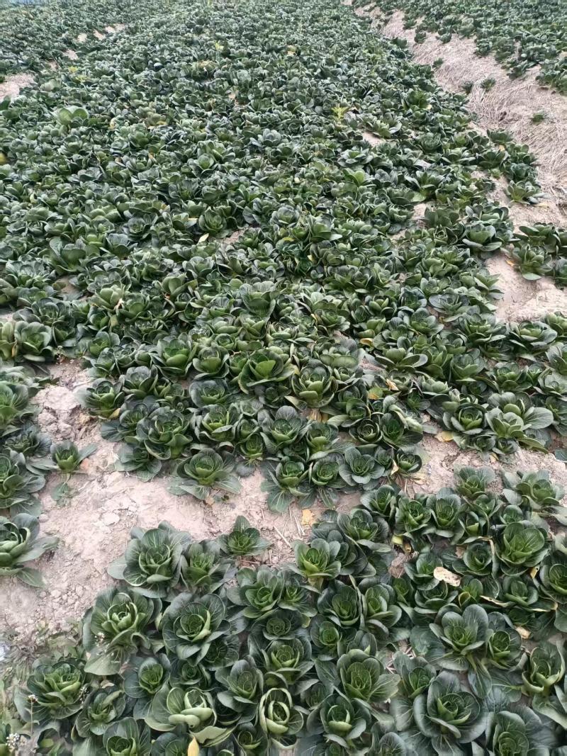 上海精品矮脚青菜