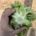 淮安生菜意大利生菜一手货源视频看实力代办质量好