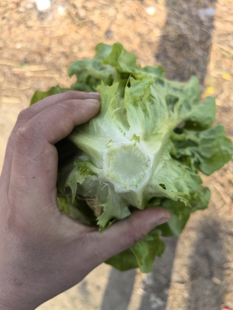 淮安生菜意大利生菜一手货源视频看实力代办质量好