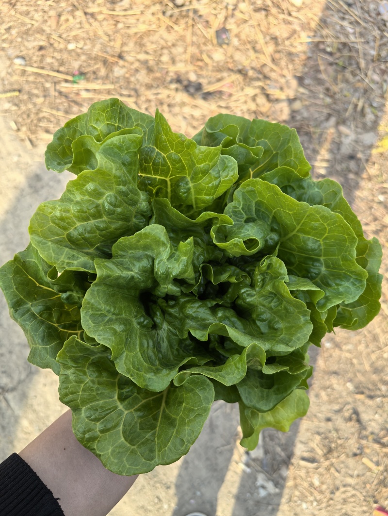淮安生菜意大利生菜一手货源视频看实力代办质量好