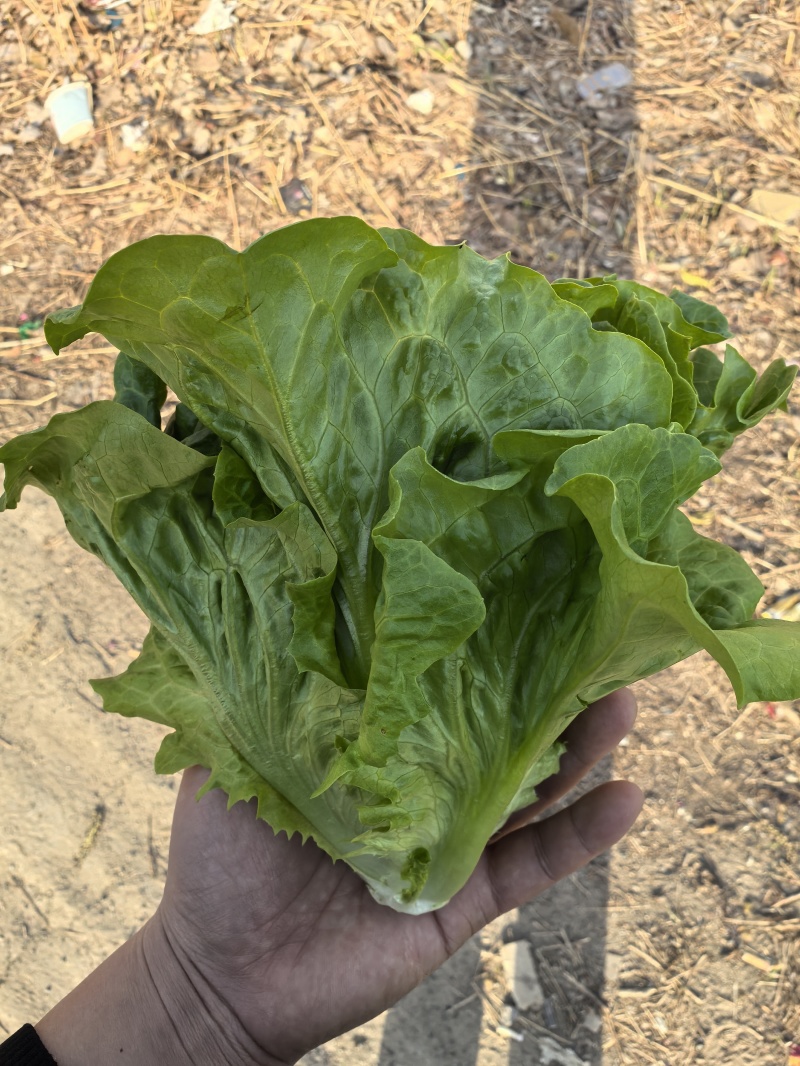 淮安生菜意大利生菜一手货源视频看实力代办质量好