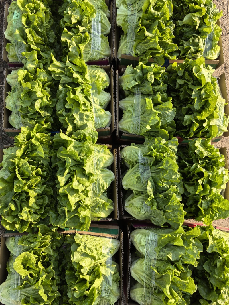 淮安生菜意大利生菜一手货源视频看实力代办质量好